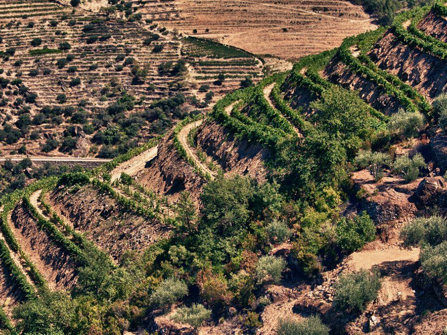 Flora ripícola e mediterrânica do vale